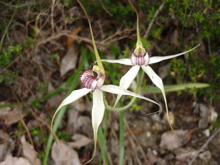 Caladenia - spider orchid ellis_brook_d_030.JPG